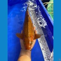 35cm