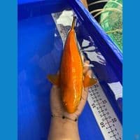 32cm