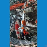 sepesial kawarimono 35 cm 