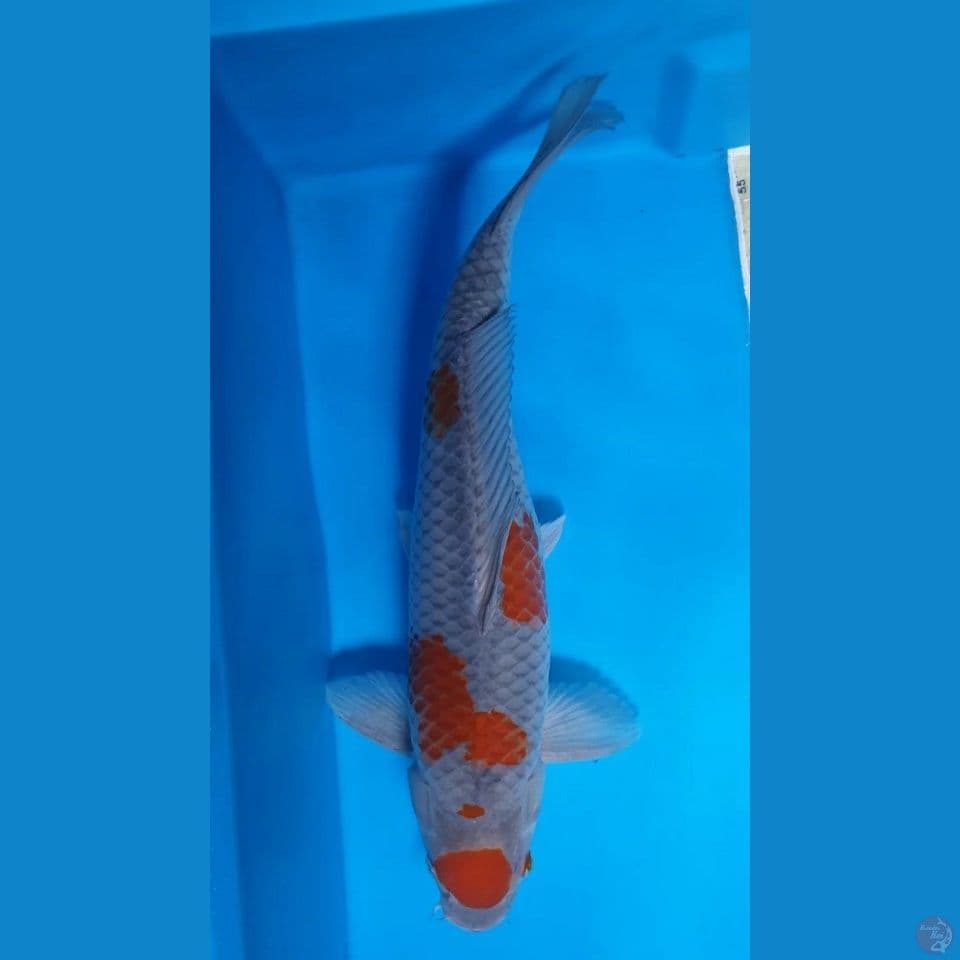 Ociba Sigure 37cm. 