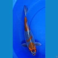 Benigingga 35cm