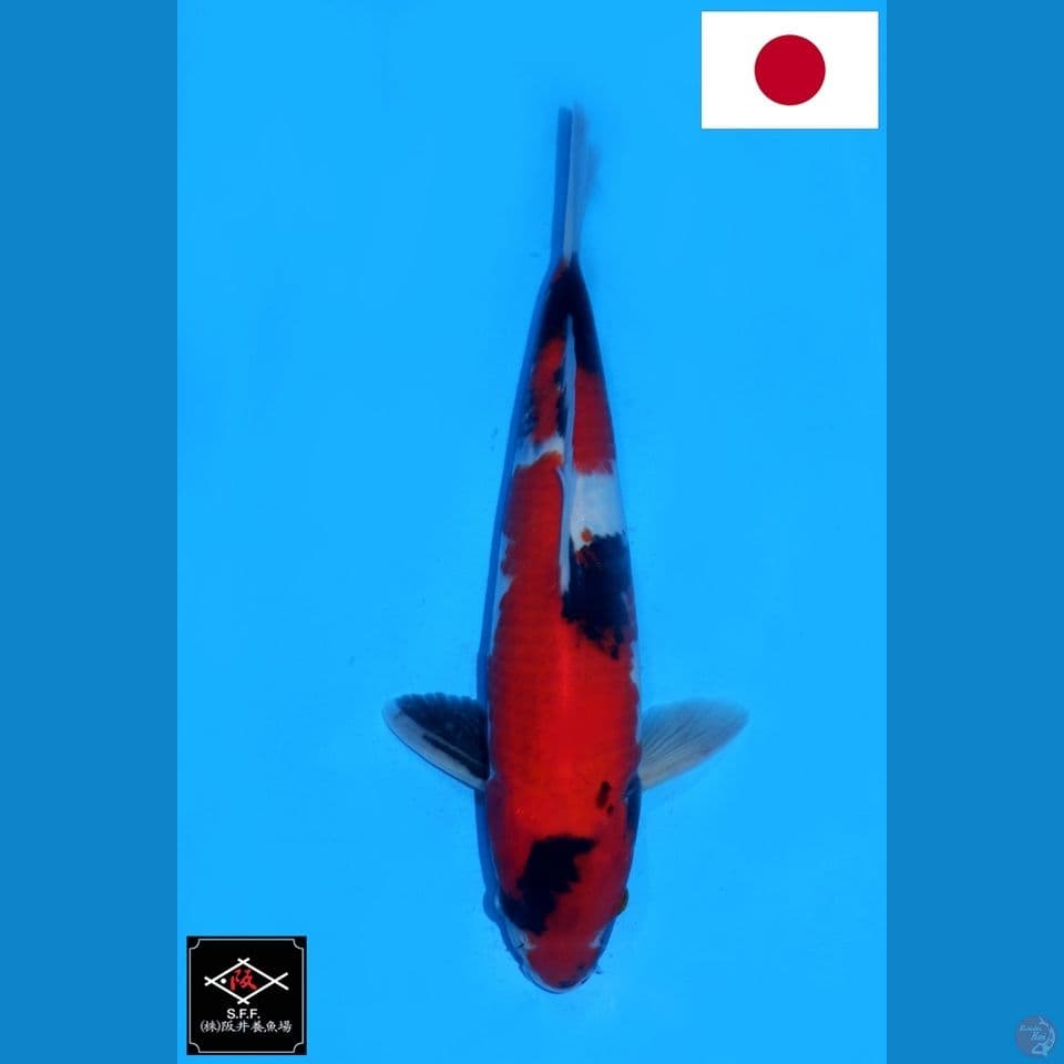 SAKAI SHOWA SANSHOKU HQ 32CM