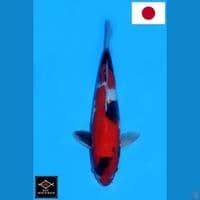 SAKAI SHOWA SANSHOKU HQ 32CM