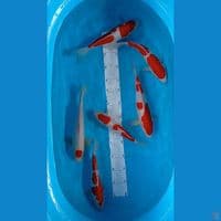 Paket Kohaku 26-31 cm