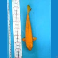 KARASHI 30CM FEMALE 