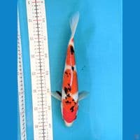 SANKE 30 CM FEMALE 