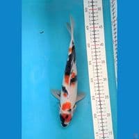 SHOWA 29 CM MALE 