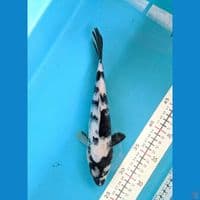 SHIRO 26 CM FEMALE