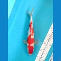 KOHAKU 27CM FEMALE 