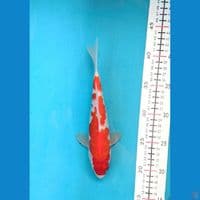 KOHAKU 22CM MALE