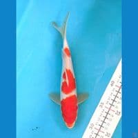 KOHAKU 23 CM MALE 