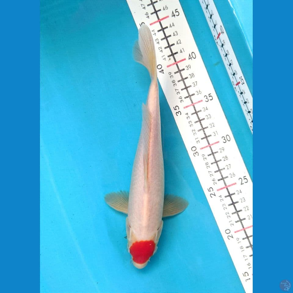 TANCHO KOHAKU 25CM MALE