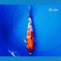 showa tateghoi male 32 cm