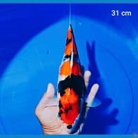 showa 31 cm