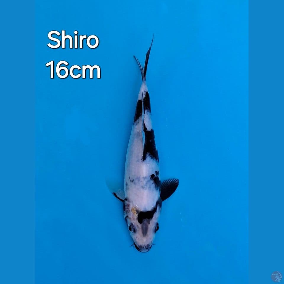 SHIRO UTSURI 16CM
