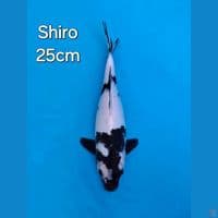 SHIRO UTSURI 25CM