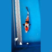 sowa 30 cm