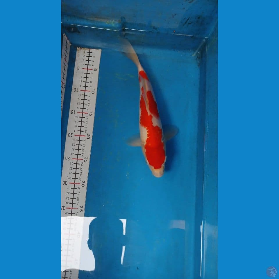 kohaku 30 cm