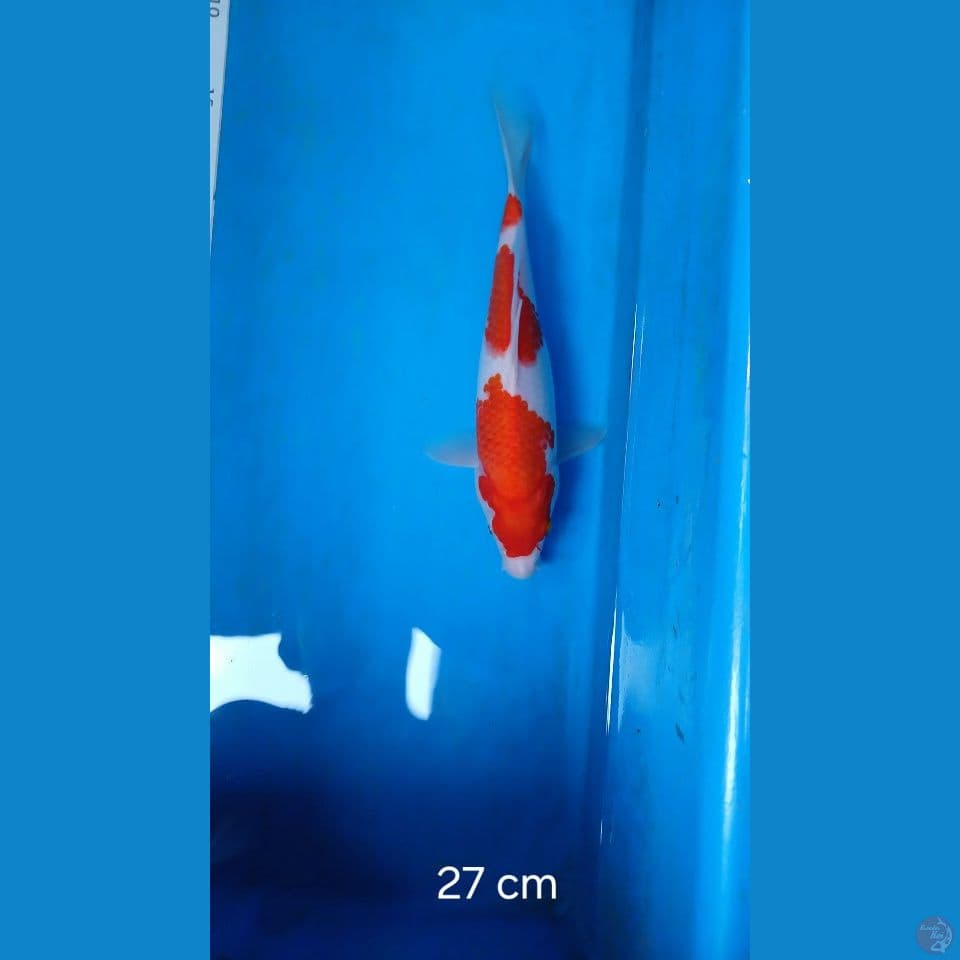 kohaku 27 cm