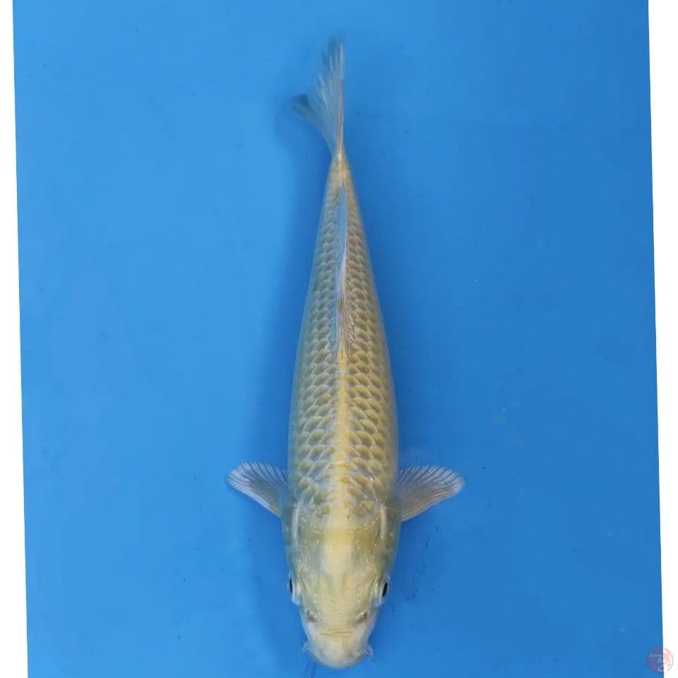 Okawa Ogon