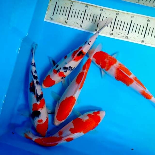 Mix koi 5 ekor