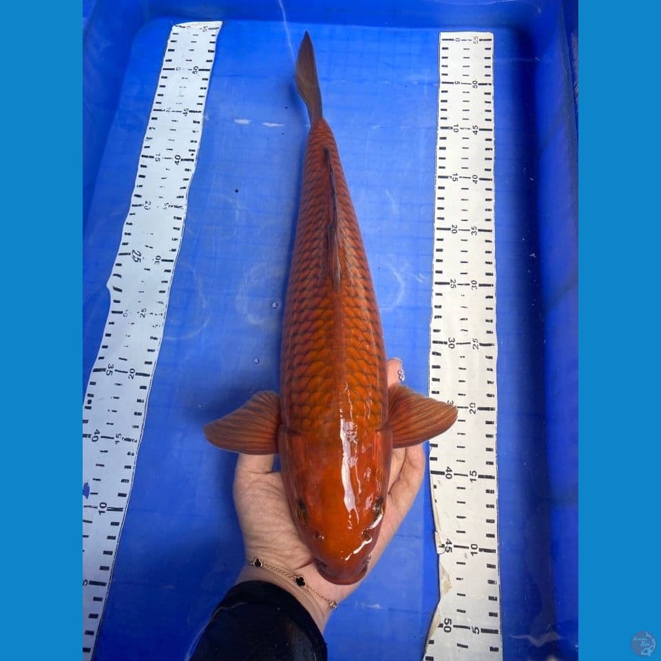 ak2 chagoi njaring jantan