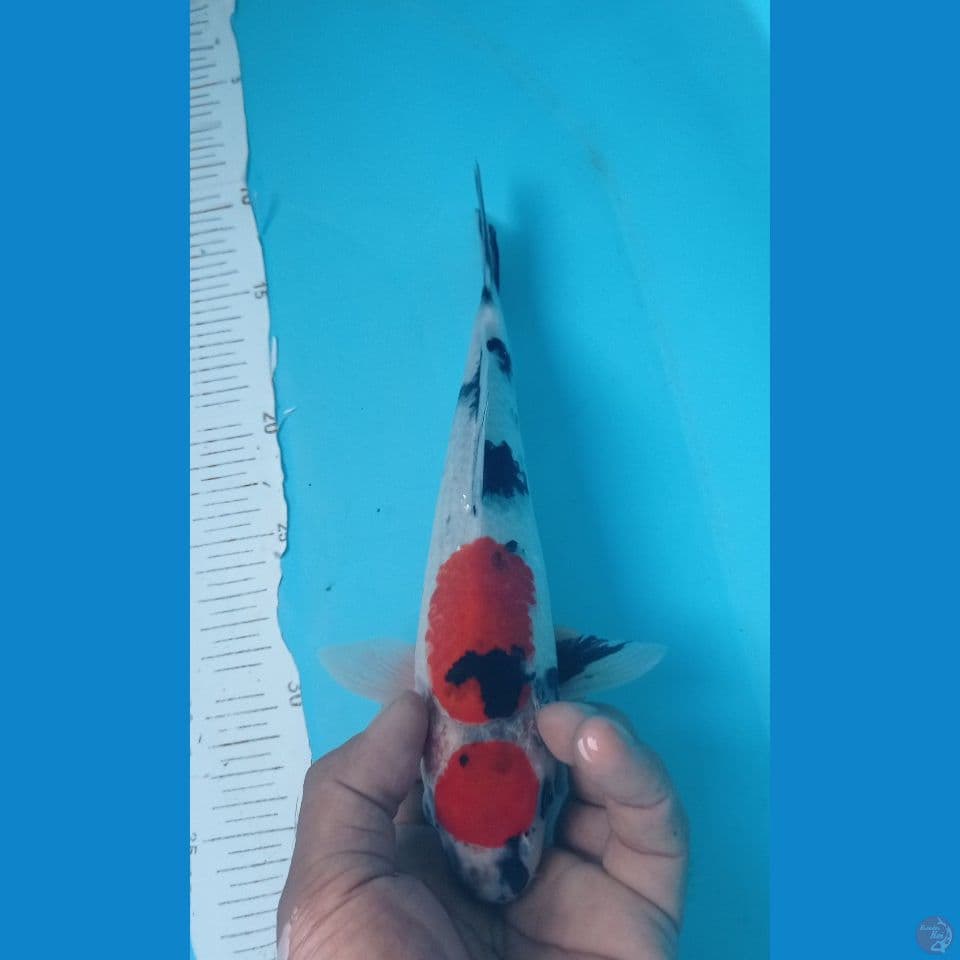SHOWA MARU 27CM