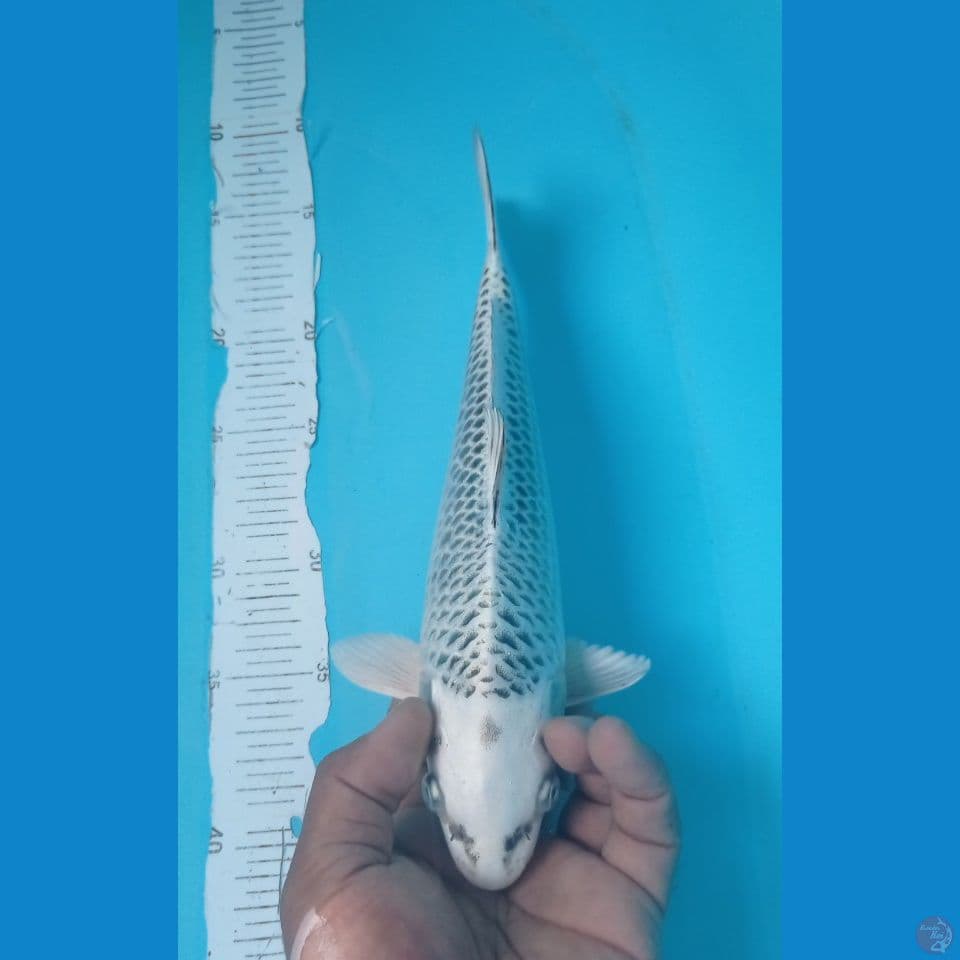 GIN MATSU 29CM