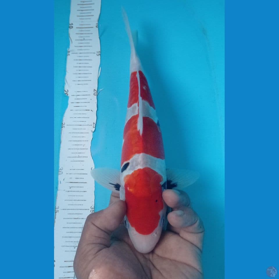 SHOWA DOITS 29CM
