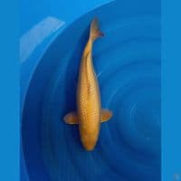 karasi gindrin full padat 50cm jumbo 