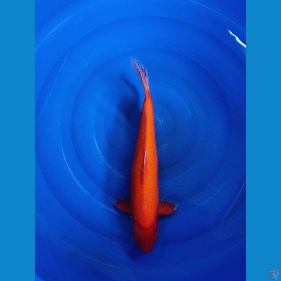 red karashi mata merah 51cm jantan tulen