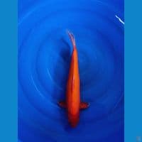 red karashi mata merah 51cm jantan tulen