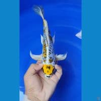 tanco kiko slayer 26 cm
