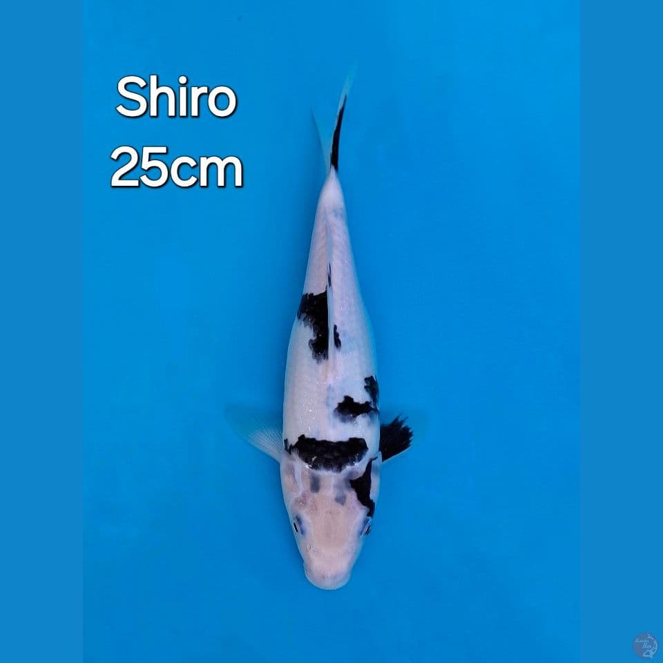 SHIRO UTSURI 25CM