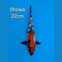 SHOWA 22CM