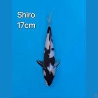 SHIRO UTSURI 17CM
