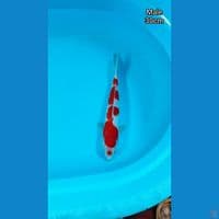 Kohaku Maruten step 5