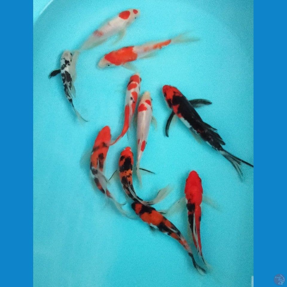 KUMPAY DOITSU 17'20CM