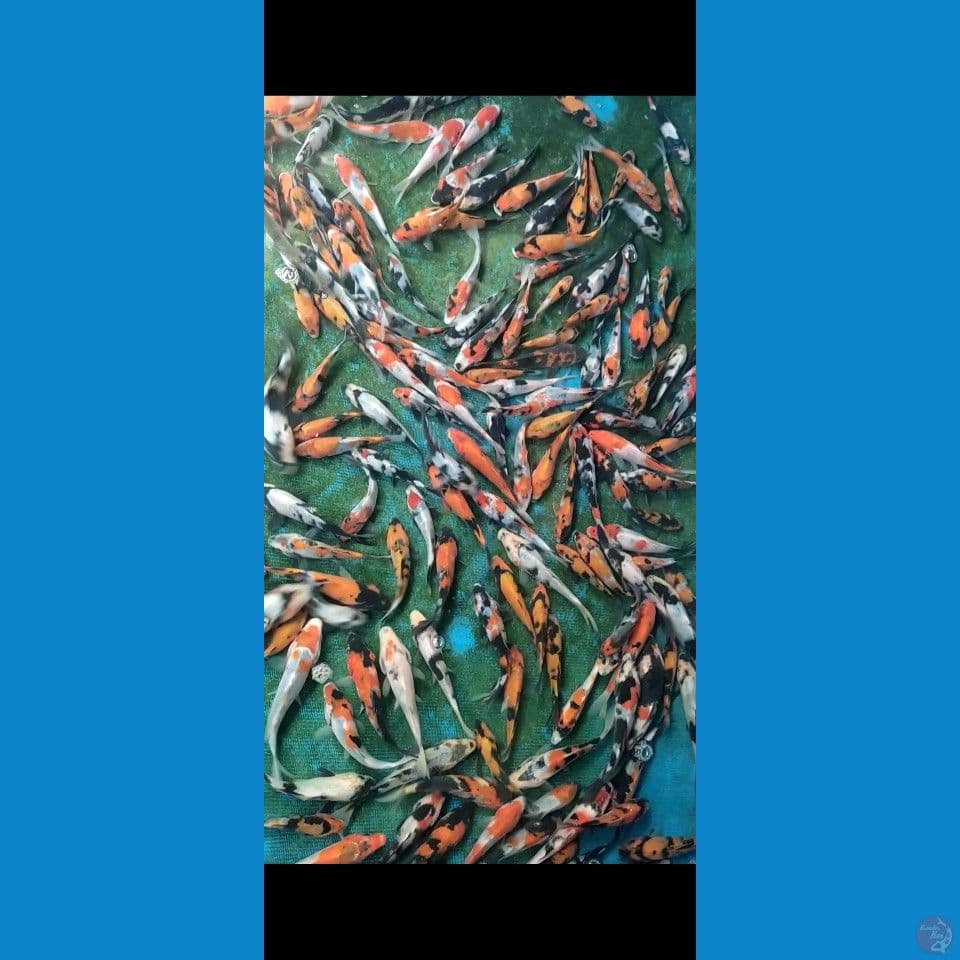 Showa Grade mix 10-15cm 160ekor