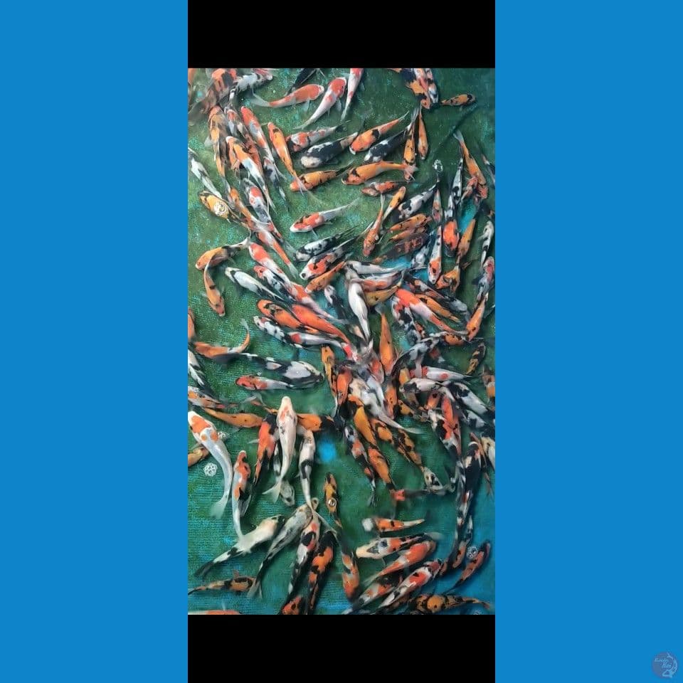 Showa Grade mix 10-15cm 160ekor