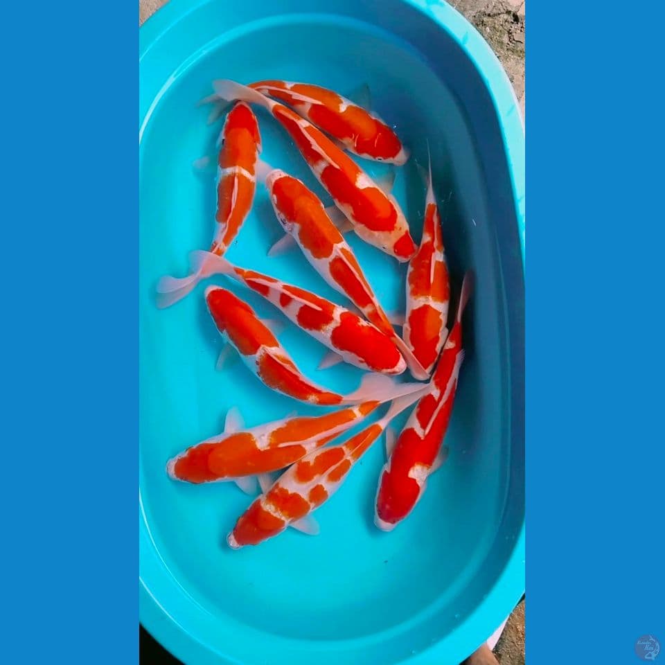 35_40cm 10unit