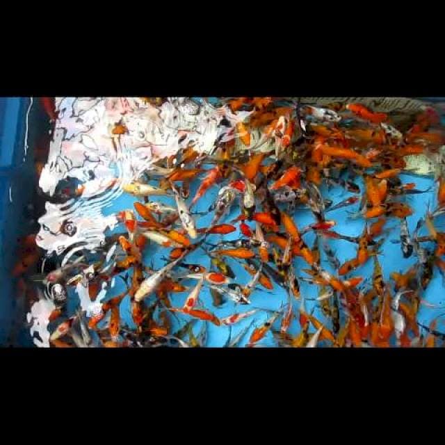 Paket Baby koi 450 ekor 