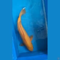 karasi jagung (M45) jinak