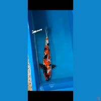 showa jantan petir (43cm/45bu)