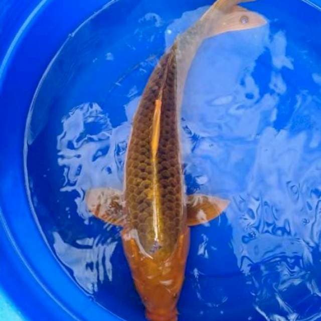 Chagoi caramel 70cm