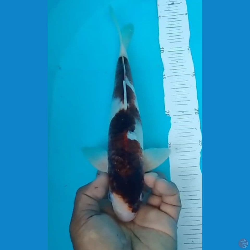 GOROMO 30CM