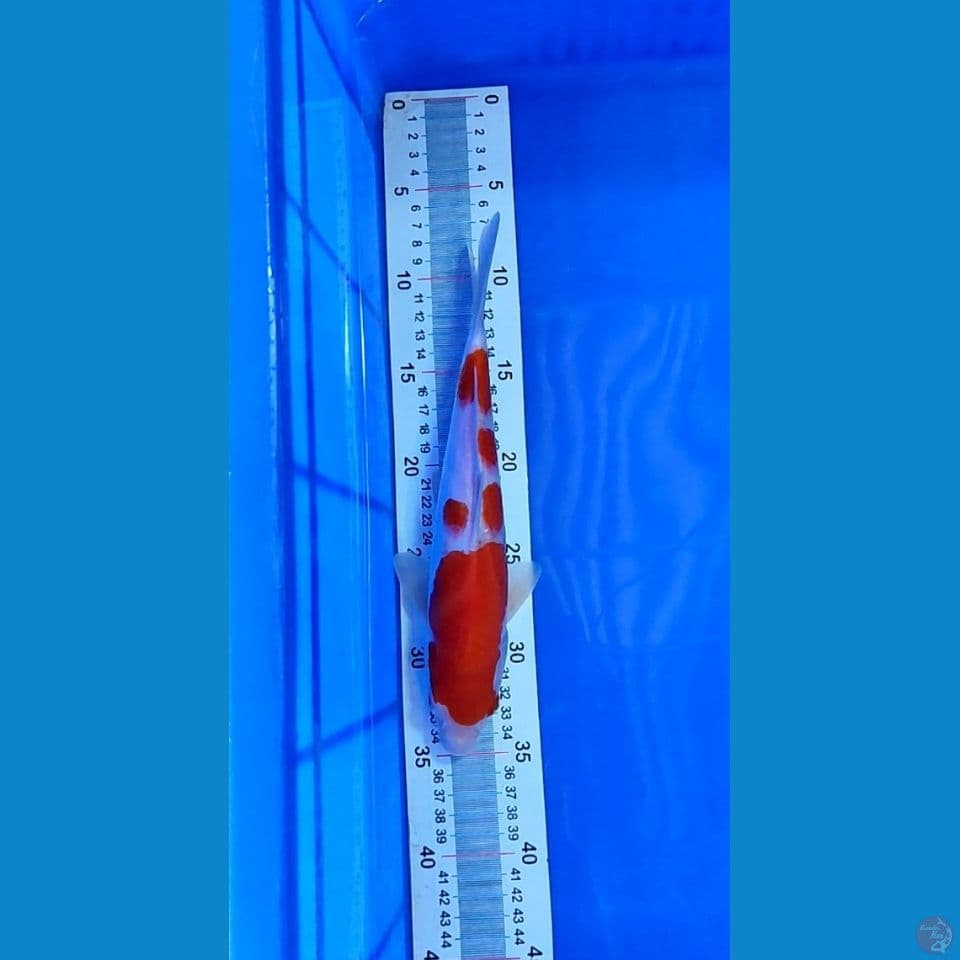 Kohaku 28 cm
FEMALE