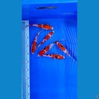 kohaku sanke Grade A 18-21 cm 6 pcs