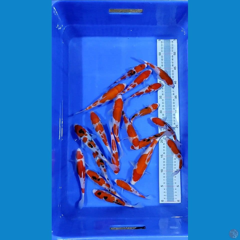kohaku sanke Grade A 16-20-25 cm 20pcs 