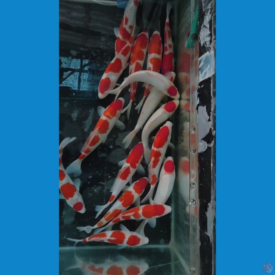 sepesial Kohaku 27-33 cm 15 pcs